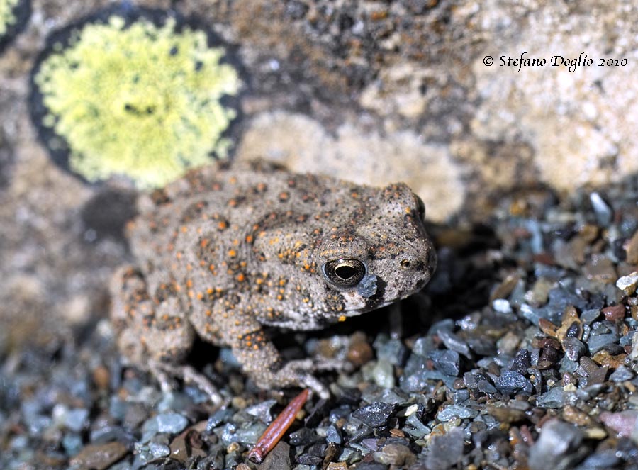 Sclerophrys mauritanica - giovane